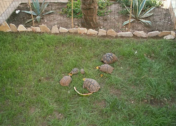 公寓 Dusanka 皮萨克